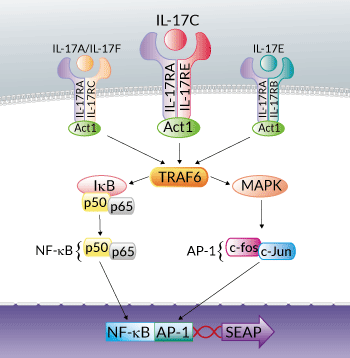 HEK-Blue IL-17 Cells signaling pathway