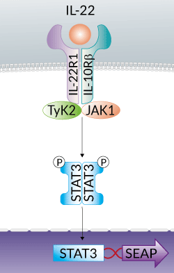 HEK-Blue IL-22 Cells signaling pathway