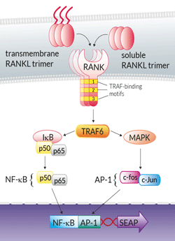 HEK-Blue RANKL Cells signaling pathway