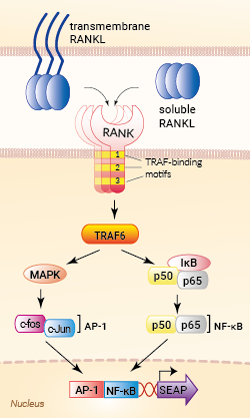 HEK-Blue RANKL Cells signaling pathway