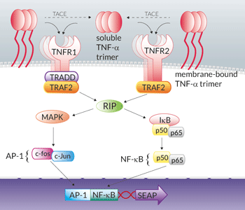 TNF-α signaling pathway