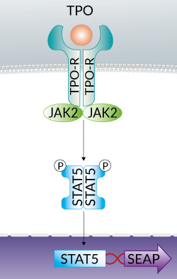 HEK-Blue™ TPO Cells signaling pathway