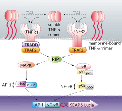 TNF-α signaling pathway