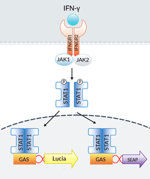 HEK-Dual™ IFN-γ Cells signaling pathway