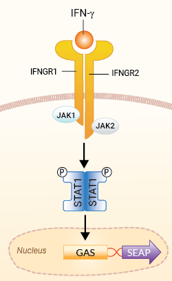 HEK-Blue™ IFN-γ Cells signaling pathway