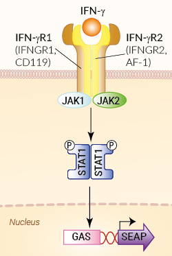 HEK-Blue™ IFN-γ Cells signaling pathway