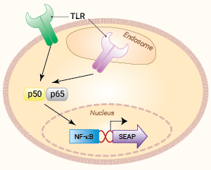 Signaling pathways in HEK-Blue™ TLR cells