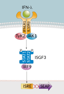HEK-Blue™ IFN-λ Cells signaling pathway