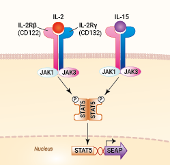 Signaling pathway in HEK-Blue™-CD122/CD132 cells