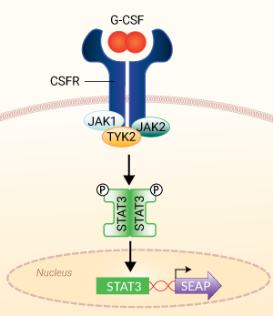HEK-Blue™ G-CSF cells signaling pathway