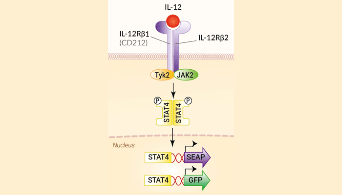 IL-12 Dual Reporter HEK 293 Cells (SEAP & GFP)