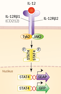 Signaling pathway in HEK-Blue™ GFP-IL-12 cells