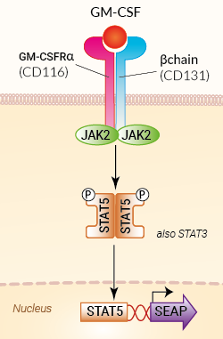 HEK-Blue™ GM-CSF Cells signaling pathway