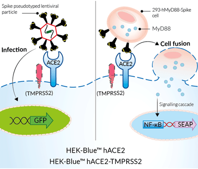 Applications of InvivoGen's HEK-Blue™ hACE2 cells
