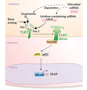 TLR7 activation in HEK-Blue™ hTLR7 cells