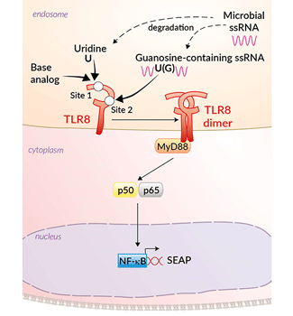 TLR8 activation in HEK-Blue™ mTLR8 cells
