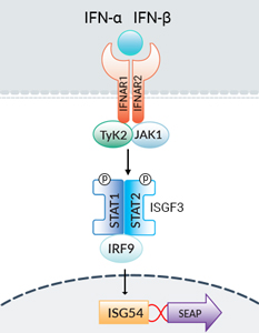HEK-Blue™ IFN-α/β Cells Cells signaling pathway