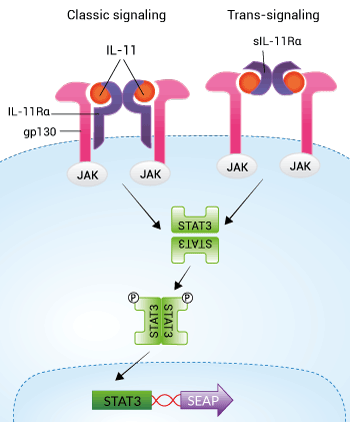 HEK-Blue™ IL-11 Cells signaling pathway
