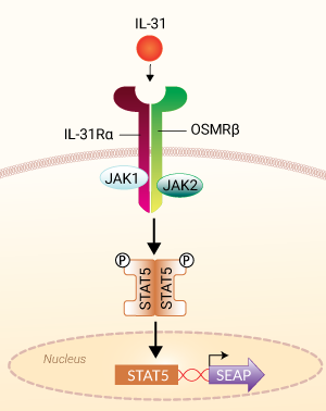 HEK-Blue™ IL-31 cells signaling pathway