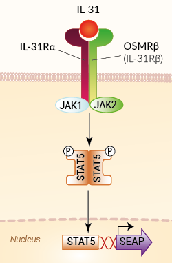 HEK-Blue™ IL-31 cells signaling pathway