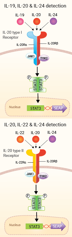 IL-19, IL-20, IL-22, and IL-24 sensing in HEK-Blue™-derived cells