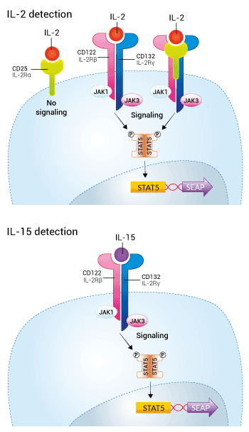 IL-2 and IL-15 sensing in HEK-Blue™-derived cells
