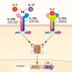 Signaling pathway in HEK-Blue™-IL-2/IL-15 cells