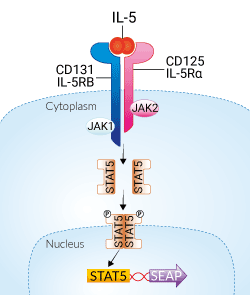HEK-Blue™ IL-5 Cells signaling pathway