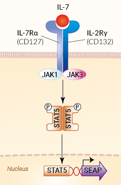 HEK-Blue™ IL-7 Cells signaling pathway