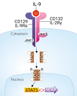 HEK-Blue™ IL-9 Cells signaling pathway
