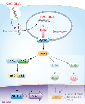 SEAP reporter system in HEK-Blue™ TLR9 cells