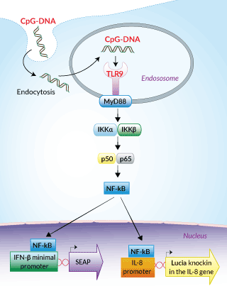 NF-κB-SEAP/KI-[IL-8]Lucia reporter systems in HEK-Dual™ hTLR9 cells