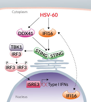 CDS activation with intracellular HSV-60