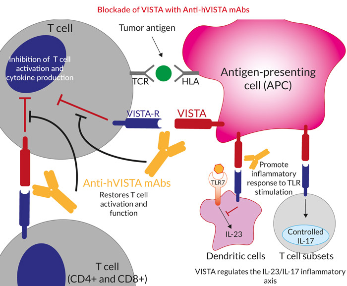 Anti Hvista Mabs Igg1 Isotype Family Invivogen