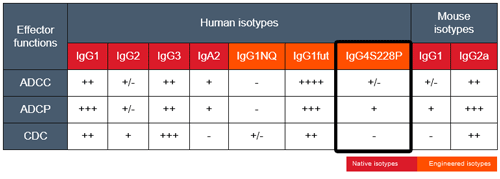 Effector functions of mAb isotypes targeting CD20