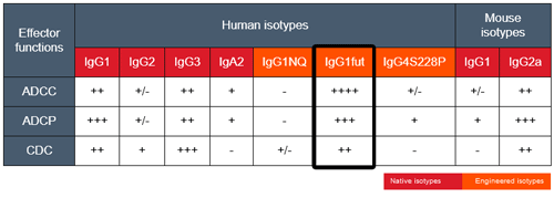 Effector functions of mAb isotypes targeting CD20