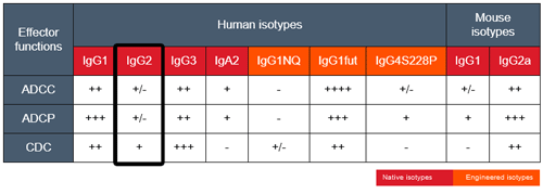 Effector functions of mAb isotypes targeting CD20