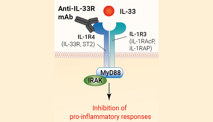  Human IL-33R (ST2) Antibody - Astegolimab Biosimilar