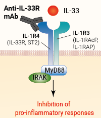 Binding of anti-IL-33R-mAb