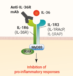 Binding of anti-IL-33R mAb
