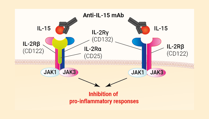 Human IL-15 Antibody - Ordesekimab Biosimilar