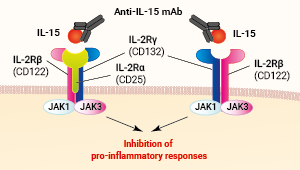 Binding of anti-IL-15 mAb