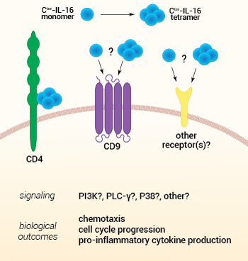 IL-16 sensing and biological functions