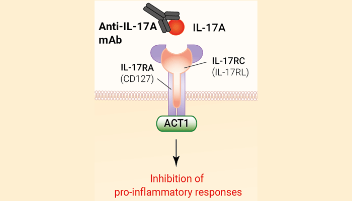 Human IL-17A Antibody - Secukinumab Biosimilar
