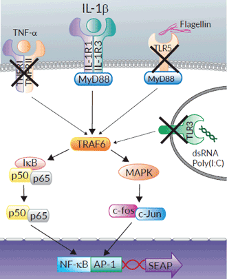 HEK-Blue™ IL-1β Cells signaling pathway