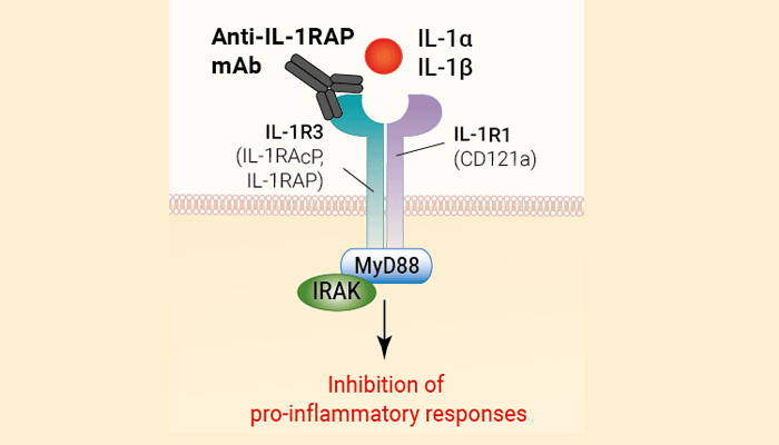 Human IL1RAP Antibody - Nidanilimab Biosimilar