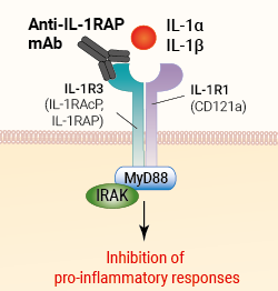 Binding of anti-IL1RAP mAb