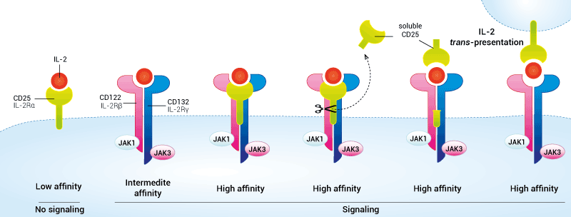 il2 sensing