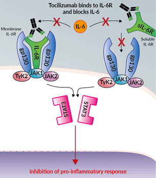 Tocilizumab blocks IL-6R signaling