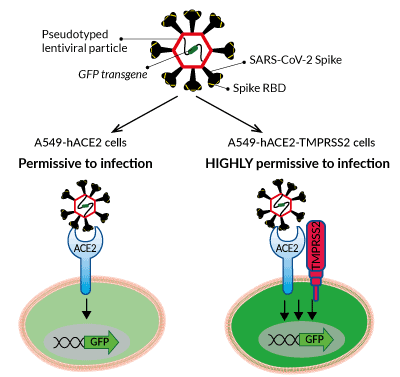 Permissivity of A549-hACE2 and A549-hACE2-TMPRSS2 cells to SARS-CoV-2 infection